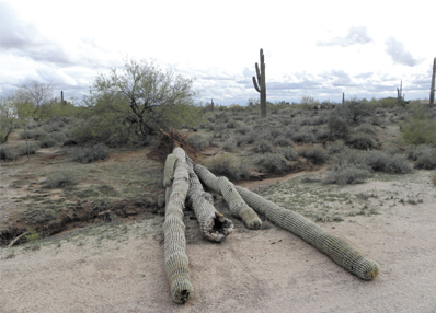saguaro